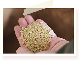 玄米と酵素